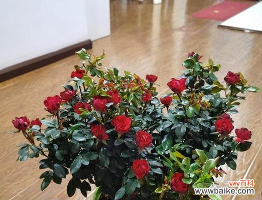 以月季见干浇水的养护方法 月季的浇水方式及注意事项