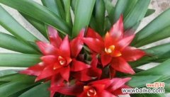 鸿运当头花的寓意及典故解读 鸿运当头花的花语