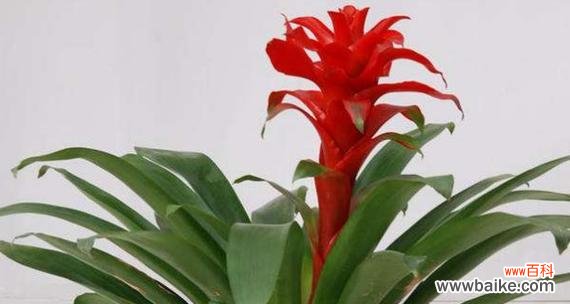 鸿运当头花的寓意及典故解读 鸿运当头花的花语