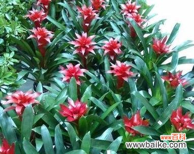 鸿运当头花的寓意及典故解读 鸿运当头花的花语