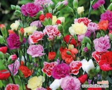 康乃馨花所代表的美丽与爱 康乃馨花的象征意义及文化传承