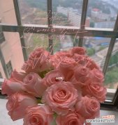 浪漫 粉玫瑰花花语意思大揭秘