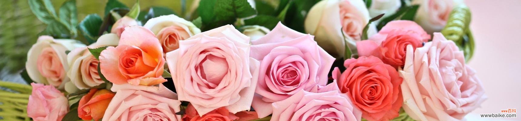 浪漫 粉玫瑰花花语意思大揭秘