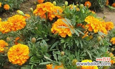 探寻孔雀草的美丽神秘之旅 孔雀草花语的意义与传说