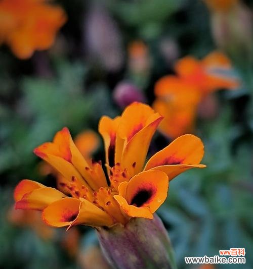 探寻孔雀草的美丽神秘之旅 孔雀草花语的意义与传说