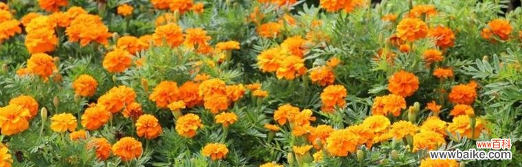 探寻孔雀草的美丽神秘之旅 孔雀草花语的意义与传说