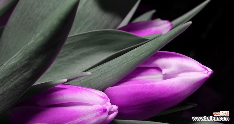 用花语传递友情的力量 友情花开，情谊绵绵