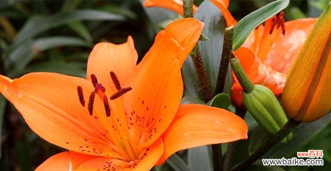 用花语传递友情的力量 友情花开，情谊绵绵