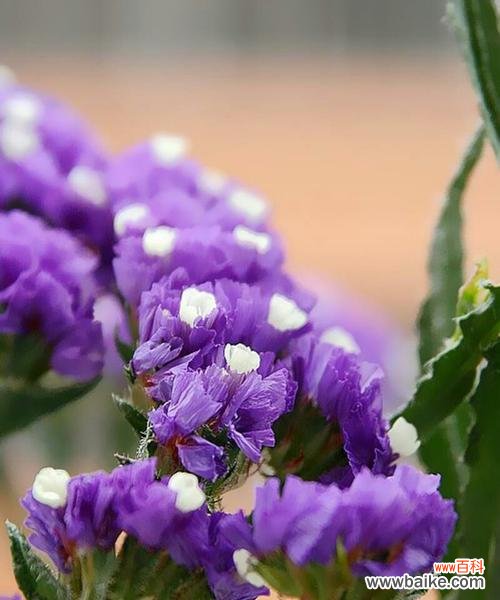 用花语传递友情的力量 友情花开，情谊绵绵