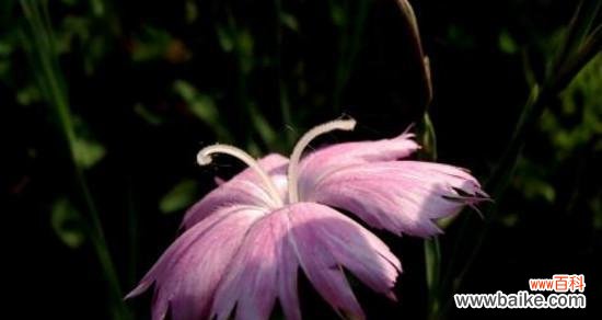 探寻花朵背后的柔弱之美 花朵的柔弱美——用玫瑰花代表柔弱