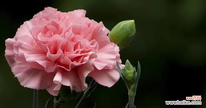 探寻花朵背后的柔弱之美 花朵的柔弱美——用玫瑰花代表柔弱