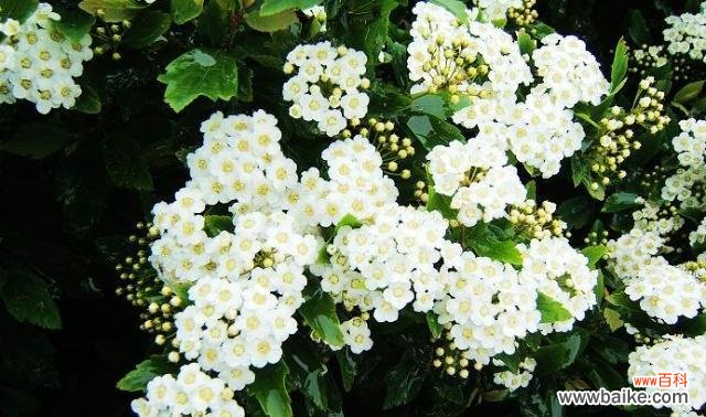 探寻花朵背后的柔弱之美 花朵的柔弱美——用玫瑰花代表柔弱