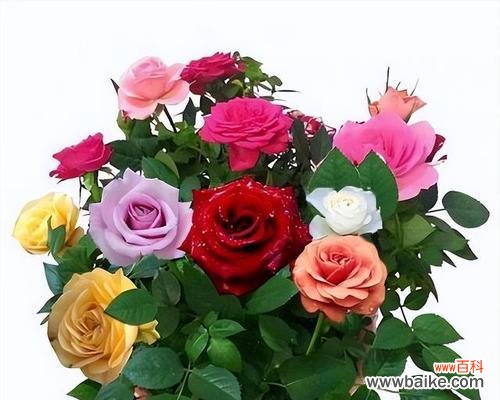 揭开玫瑰花色彩的奥秘 玫瑰花颜色的寓意与象征