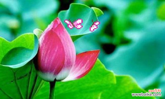 荷花的雅致与洁净之美 荷花的特征与象征意义