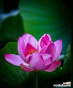 荷花的雅致与洁净之美 荷花的特征与象征意义