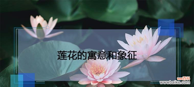 荷花的雅致与洁净之美 荷花的特征与象征意义