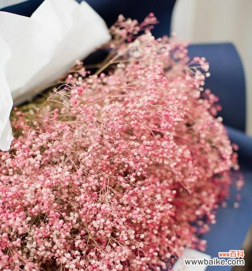 探索粉色满天星的鲜花语言 粉色满天星的花语与意义