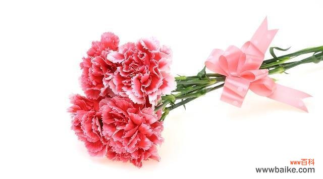 鲜花中的爱与祝福 康乃馨之美