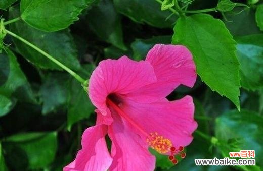 害羞的红蕊花与内心情感的表达 羞涩的花语