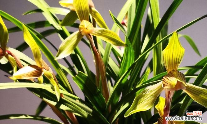 追寻兰花盛开的时光 兰花草开花之美与寓意