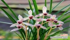 追寻兰花盛开的时光 兰花草开花之美与寓意