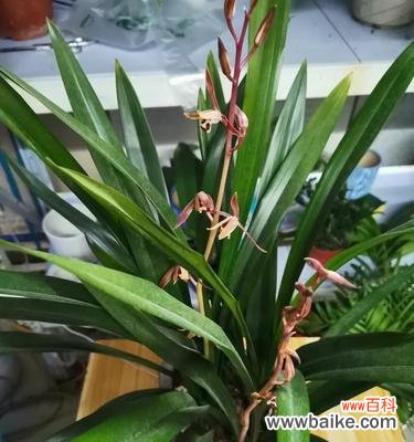 追寻兰花盛开的时光 兰花草开花之美与寓意