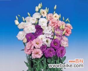 探寻桔梗花语的深层内涵及其在文化传统中的重要性 桔梗花语的意义与传承