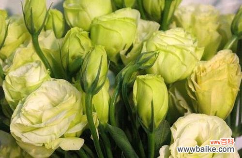 探寻桔梗花语的深层内涵及其在文化传统中的重要性 桔梗花语的意义与传承