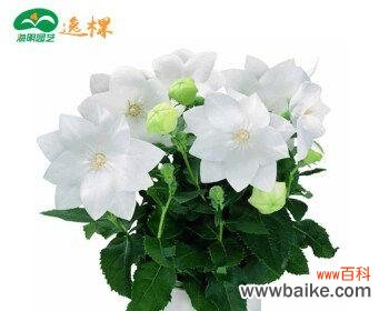 探寻桔梗花语的深层内涵及其在文化传统中的重要性 桔梗花语的意义与传承