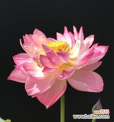 蓝荷花的花语是什么意思 蓝荷花的花语与意义