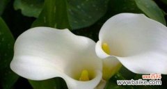 探寻马蹄莲花的美丽与哲理 白色马蹄莲花的寓意与意义