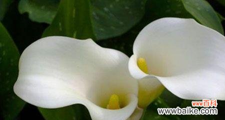 探寻马蹄莲花的美丽与哲理 白色马蹄莲花的寓意与意义