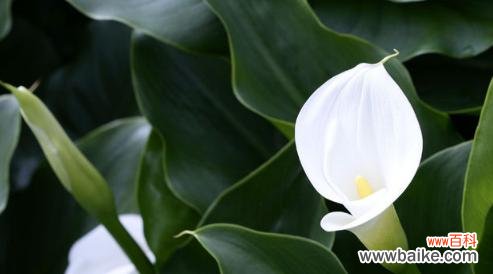 探寻马蹄莲花的美丽与哲理 白色马蹄莲花的寓意与意义