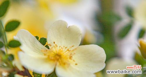 探寻黄蔷薇花语的深层含义 黄蔷薇花语与代表意义