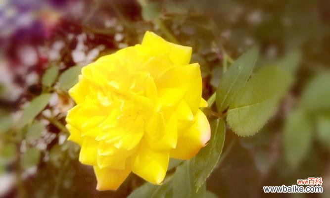 探寻黄蔷薇花语的深层含义 黄蔷薇花语与代表意义