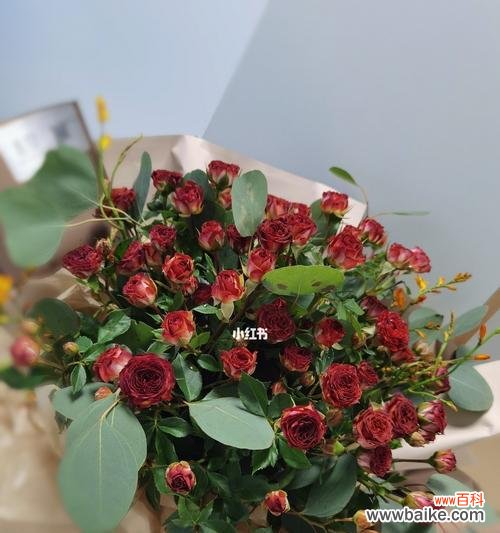 绽放的爱意与美丽 多头泡泡玫瑰的花语与寓意