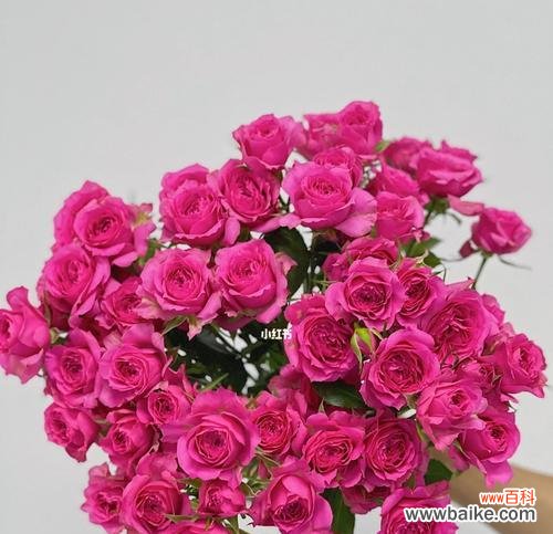 绽放的爱意与美丽 多头泡泡玫瑰的花语与寓意