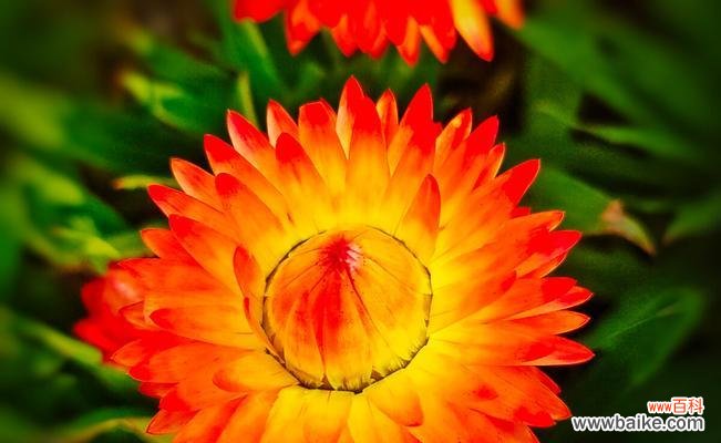 探寻黄色蜡菊的花语 黄色蜡菊花语