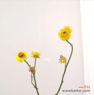 探寻黄色蜡菊的花语 黄色蜡菊花语