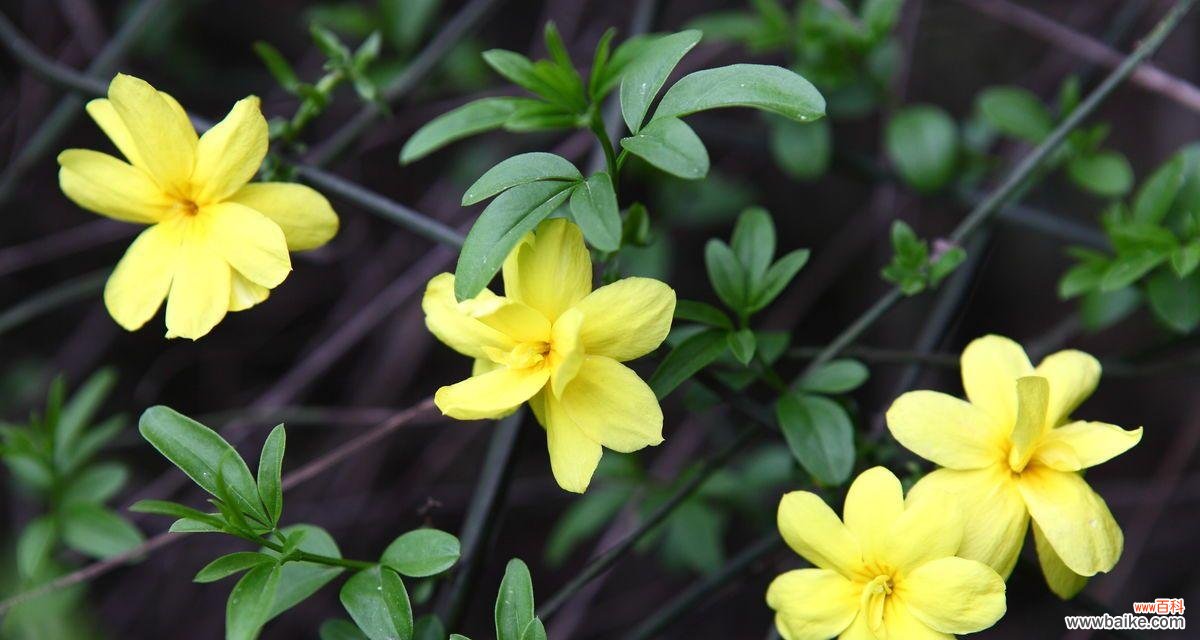 春风拂面 迎春花的花语及象征意义