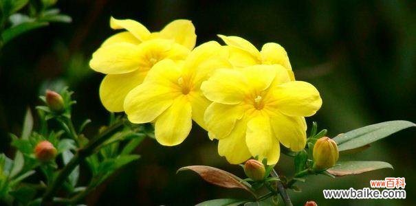 春风拂面 迎春花的花语及象征意义