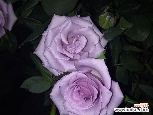 紫色月季的花语与心灵的共鸣 紫色月季花语