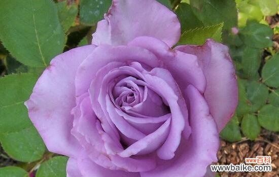 紫色月季的花语与心灵的共鸣 紫色月季花语