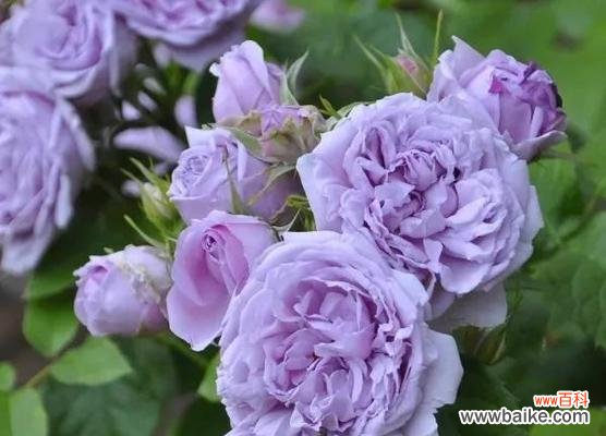 紫色月季的花语与心灵的共鸣 紫色月季花语