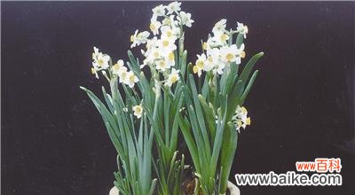 传递永恒与纯洁的花语 水仙花的象征意义