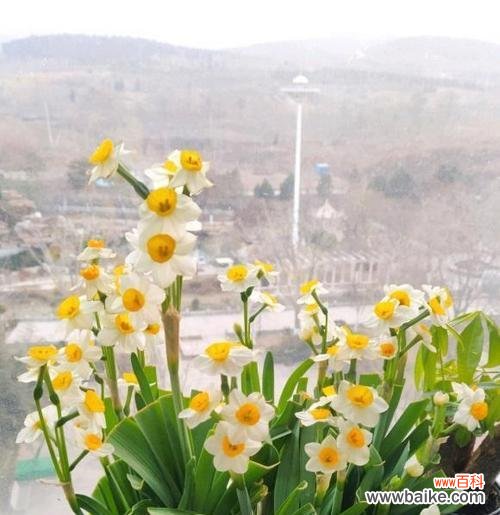 传递永恒与纯洁的花语 水仙花的象征意义