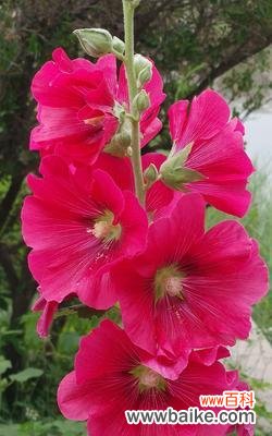 以蜀葵花为主题的花语探秘 蜀葵的花语