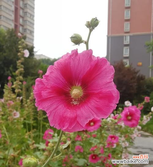 以蜀葵花为主题的花语探秘 蜀葵的花语