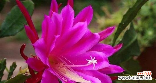 用康乃馨传递和平的力量 和平之花