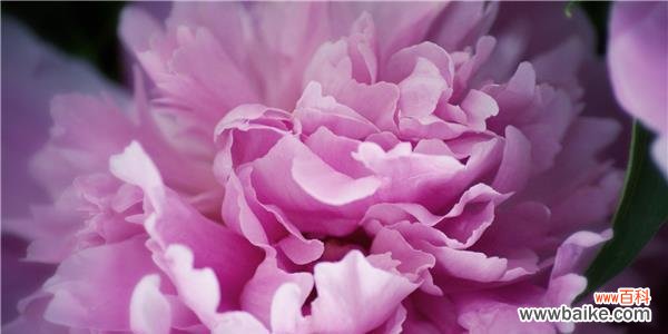 用康乃馨传递和平的力量 和平之花